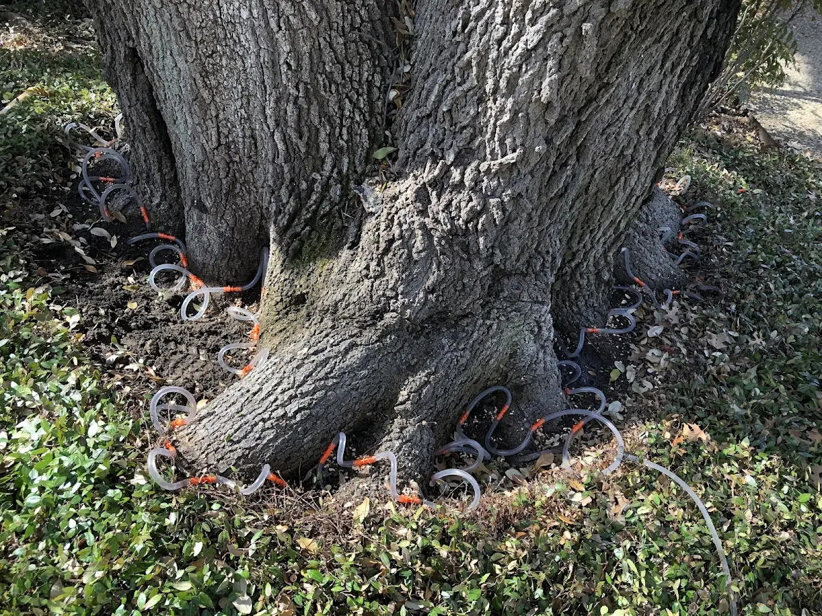 Detailed Tree Cabling and Bracing job site in Alna
