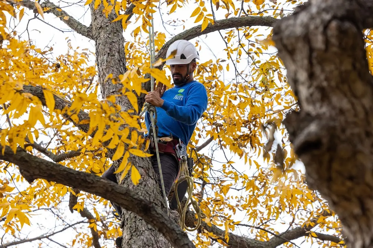 Skilled Tree Transplanting crew working in Alna
