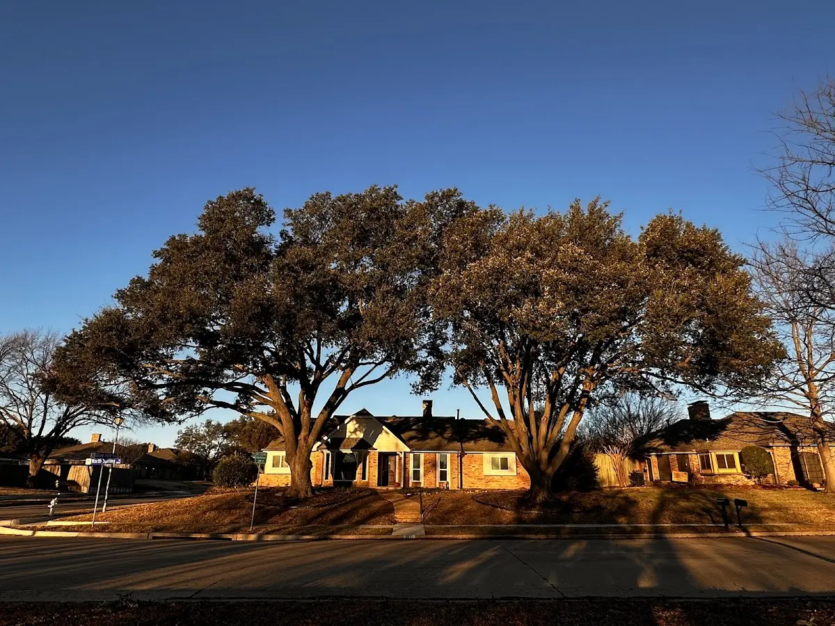 Established residential canopy tree shading a home in Alna